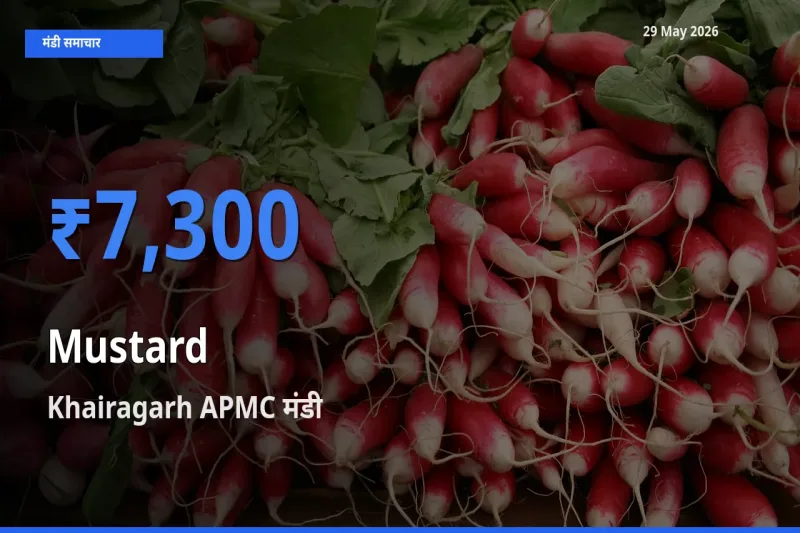 आज सरसों के सबसे ऊँचे दाम ₹7,300 Khairagarh APMC मंडी में