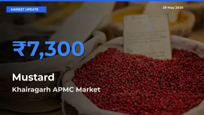 Khairagarh APMC Offers ₹7,300 – Highest Mustard Rate Today