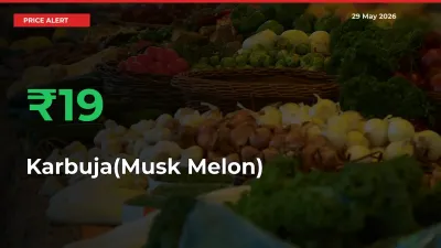 Farmers Cheer as Karbuja(Musk Melon) Prices Surge 19.38% in Local Mandis
