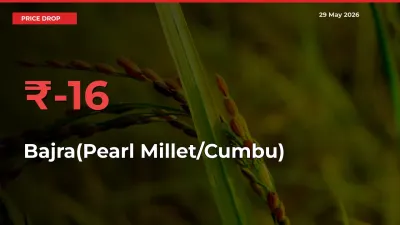 Bajra(Pearl Millet/Cumbu) Falls 15.56% at Mandis