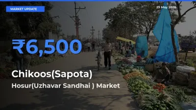 Market Watch: Hosur(Uzhavar Sandhai ) Becomes Top Mandi for Chikoos(Sapota)