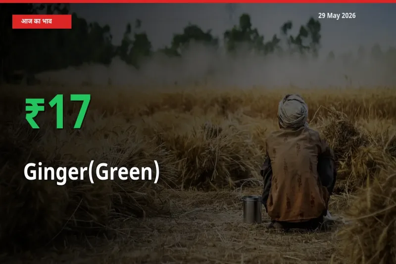 स्थानीय मंडी में अदरक (हरा) के दाम अचानक 17.08% उछले, किसान सतर्क