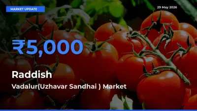 Vadalur(Uzhavar Sandhai ) Tops Raddish Mandi Rates Today