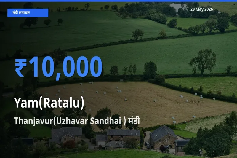 Thanjavur(Uzhavar Sandhai ) मंडी में रतालू (रतलू) ₹10,000 पर पहुँचा – आज का सर्वोच्च भाव