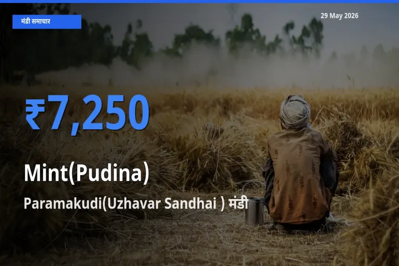 29 May अपडेट: पुदीना के सबसे ऊँचे दाम Paramakudi(Uzhavar Sandhai ) मंडी में