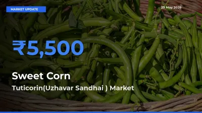 Market Watch: Tuticorin(Uzhavar Sandhai ) Becomes Top Mandi for Sweet Corn