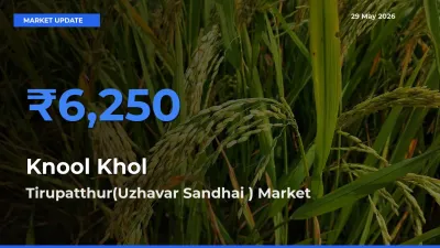 Tirupatthur(Uzhavar Sandhai ) Tops Knool Khol Rates – May 29 Market Update