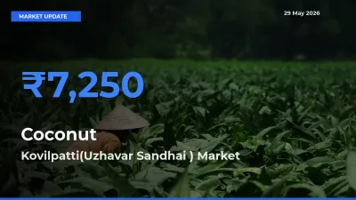 Coconut Mandi Rate Today: Kovilpatti(Uzhavar Sandhai ) Tops the List