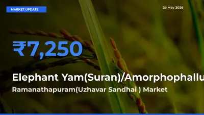Farmers Prefer Ramanathapuram(Uzhavar Sandhai ) as Elephant Yam(Suran)/Amorphophallus Hits Highest Rate