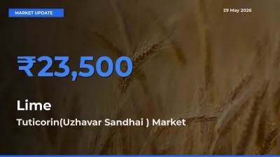 Tuticorin(Uzhavar Sandhai ) Offers ₹23,500 – Highest Lime Rate Today