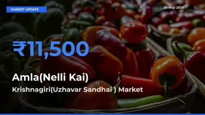 Market Watch: Krishnagiri(Uzhavar Sandhai ) Becomes Top Mandi for Amla(Nelli Kai)