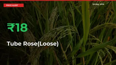 Big Rally! Tube Rose(Loose) Climbs 18.09% in 24 Hours at Top Mandis