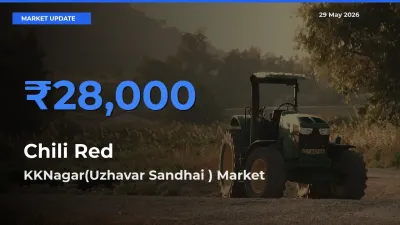 KKNagar(Uzhavar Sandhai ) Tops Chili Red Rates – May 29 Market Update