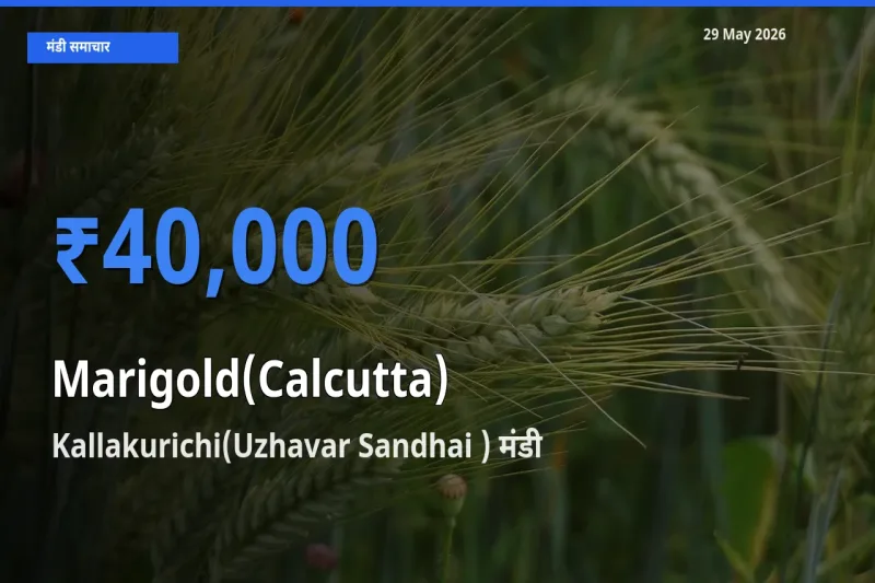 किसानों की पसंद बना Kallakurichi(Uzhavar Sandhai ), गेंदा (कलकत्ता) के सबसे अच्छे दाम