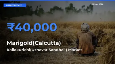 Kallakurichi(Uzhavar Sandhai ) Records Highest ₹40,000 Rate for Marigold(Calcutta)
