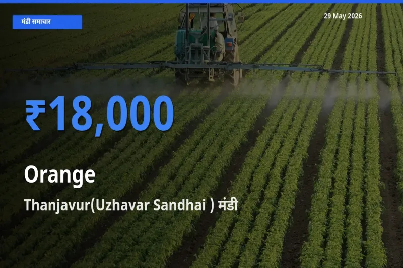 आज संतरा के सबसे ज़्यादा दाम Thanjavur(Uzhavar Sandhai ) मंडी में दर्ज
