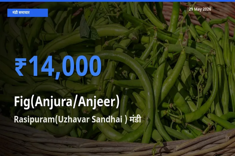 Rasipuram(Uzhavar Sandhai ) में अंजीर का आज सबसे ऊँचा भाव