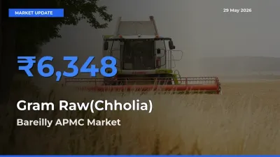 Bareilly APMC Tops Gram Raw(Chholia) Rates – May 29 Market Update