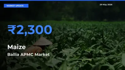 Market Watch: Ballia APMC Becomes Top Mandi for Maize