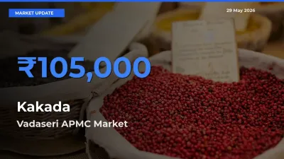 Farmers Prefer Vadaseri APMC as Kakada Hits Highest Rate