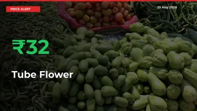 Big Rally! Tube Flower Climbs 31.93% in 24 Hours at Top Mandis