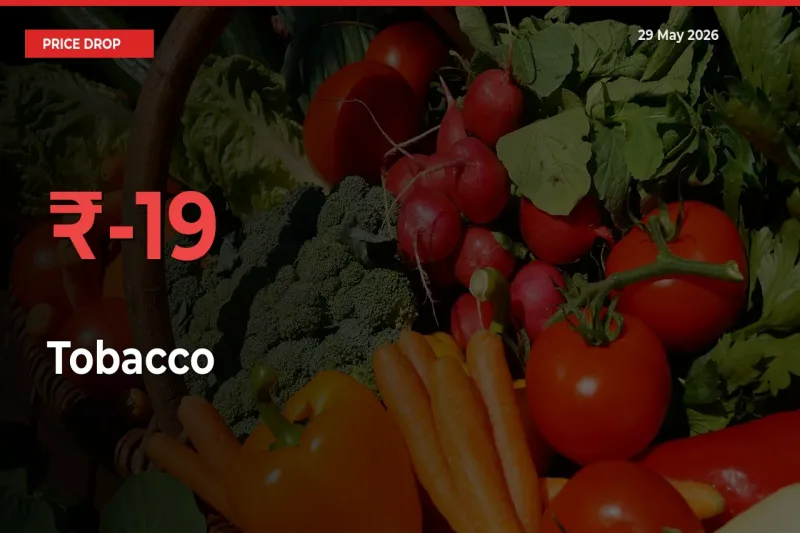 Tobacco Prices Drop 19.38% – May 29 Market Update from Mandis