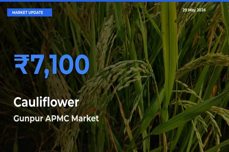 Gunpur APMC Records Highest ₹7,100 Rate for Cauliflower