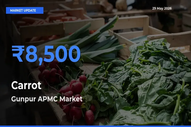 Gunpur APMC Leads as Top Mandi for Carrot Prices