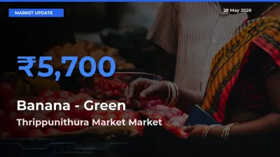 Thrippunithura Market Tops Banana - Green Rates – May 29 Market Update