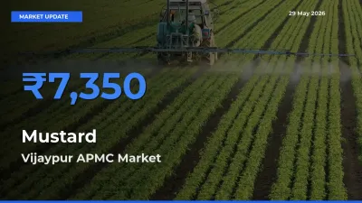 Vijaypur APMC Tops Mustard Rates – May 29 Market Update