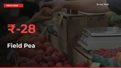 Sharp Fall! Field Pea Prices Plunge 27.84% in a Day at Key Mandis