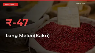 Long Melon(Kakri) Mandi Rate Today: Prices Fall 46.56% at Market