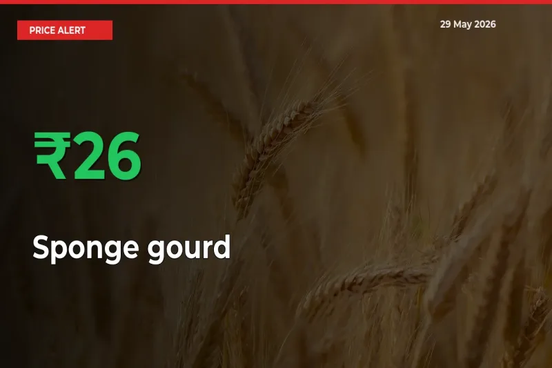 This Mandi Records 26.03% Jump in Sponge gourd Prices