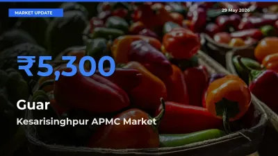 Guar Mandi Rate Today: Kesarisinghpur APMC Tops the List