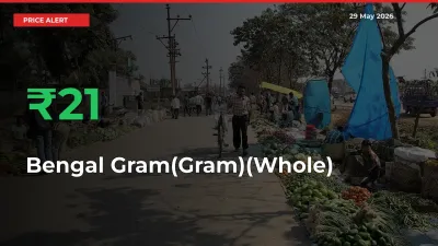 Big Rally! Bengal Gram(Gram)(Whole) Climbs 20.57% in 24 Hours at Top Mandis