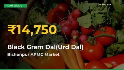 Black Gram Dal(Urd Dal) Price Rally Continues – Bishenpur APMC Hits Fresh High Today