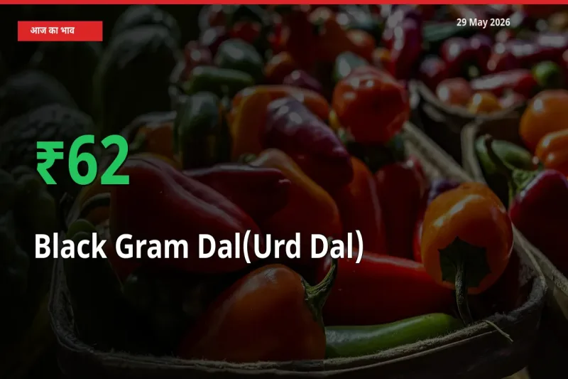 तेज़ तेजी! मंडी में उड़द दाल के दाम 61.61% चढ़े