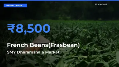 Market Watch: SMY Dharamshala Becomes Top Mandi for French Beans(Frasbean)