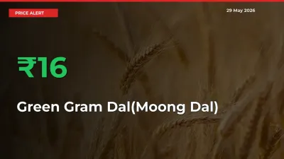 Big Rally! Green Gram Dal(Moong Dal) Climbs 15.76% in 24 Hours at Top Mandis