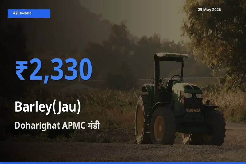 आज जौ के सबसे ऊँचे दाम ₹2,330 Doharighat APMC मंडी में