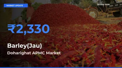 Doharighat APMC Tops Barley(Jau) Rates – May 29 Market Update