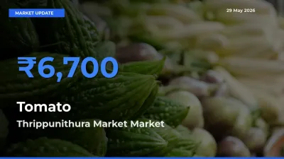 Thrippunithura Market Offers ₹6,700 – Highest Tomato Rate Today