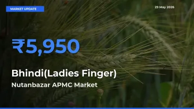 Market Watch: Nutanbazar APMC Becomes Top Mandi for Bhindi(Ladies Finger)
