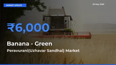 Peravurani(Uzhavar Sandhai) Leads as Top Mandi for Banana - Green Prices