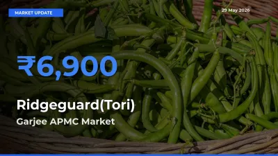 Ridgeguard(Tori) Mandi Rate Today: Garjee APMC Tops the List