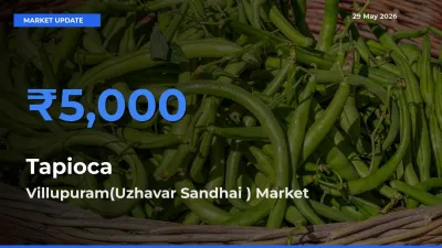 Villupuram(Uzhavar Sandhai ) Records Highest ₹5,000 Rate for Tapioca