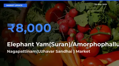Farmers Prefer Nagapattinam(Uzhavar Sandhai ) as Elephant Yam(Suran)/Amorphophallus Hits Highest Rate