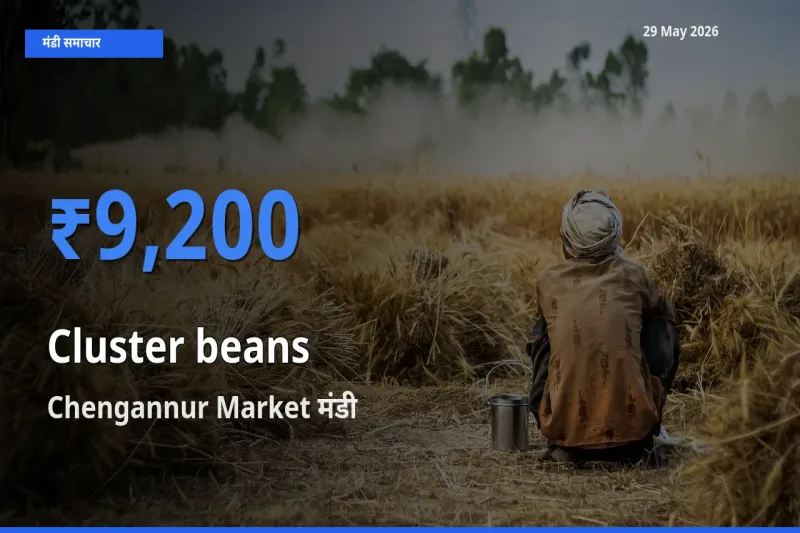 टॉप मंडी बना Chengannur Market! ग्वार फली के सबसे ऊँचे दाम यहीं दर्ज
