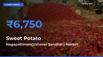Nagapattinam(Uzhavar Sandhai ) Offers ₹6,750 – Highest Sweet Potato Rate Today