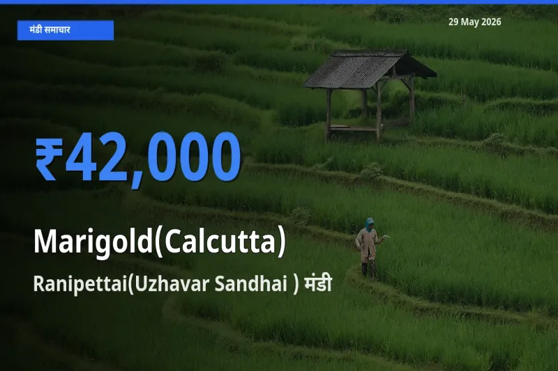 Ranipettai(Uzhavar Sandhai ) मंडी में गेंदा (कलकत्ता) ₹42,000 पर पहुँचा – आज का सर्वोच्च भाव
